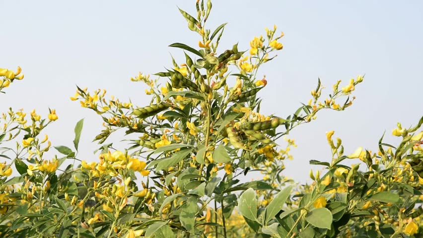 asian shrub cajanus cajan Asian shrub cajanus cajan